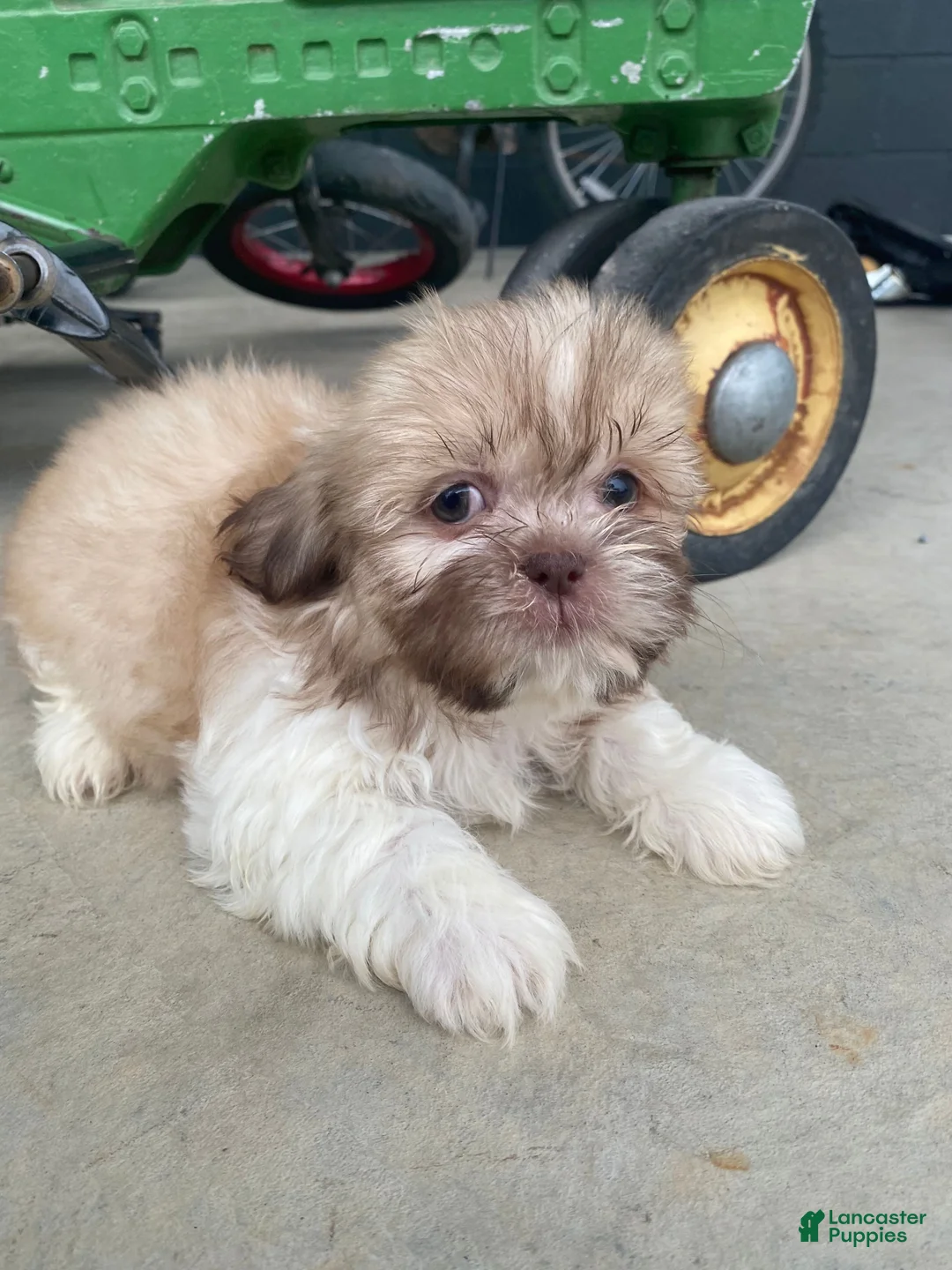 Shih Tzu dogs for sale: Ellie - Ad 1