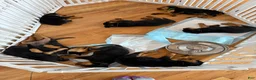 Rottweiler dogs for sale: Rottweiler Puppy girl  - Ad 2