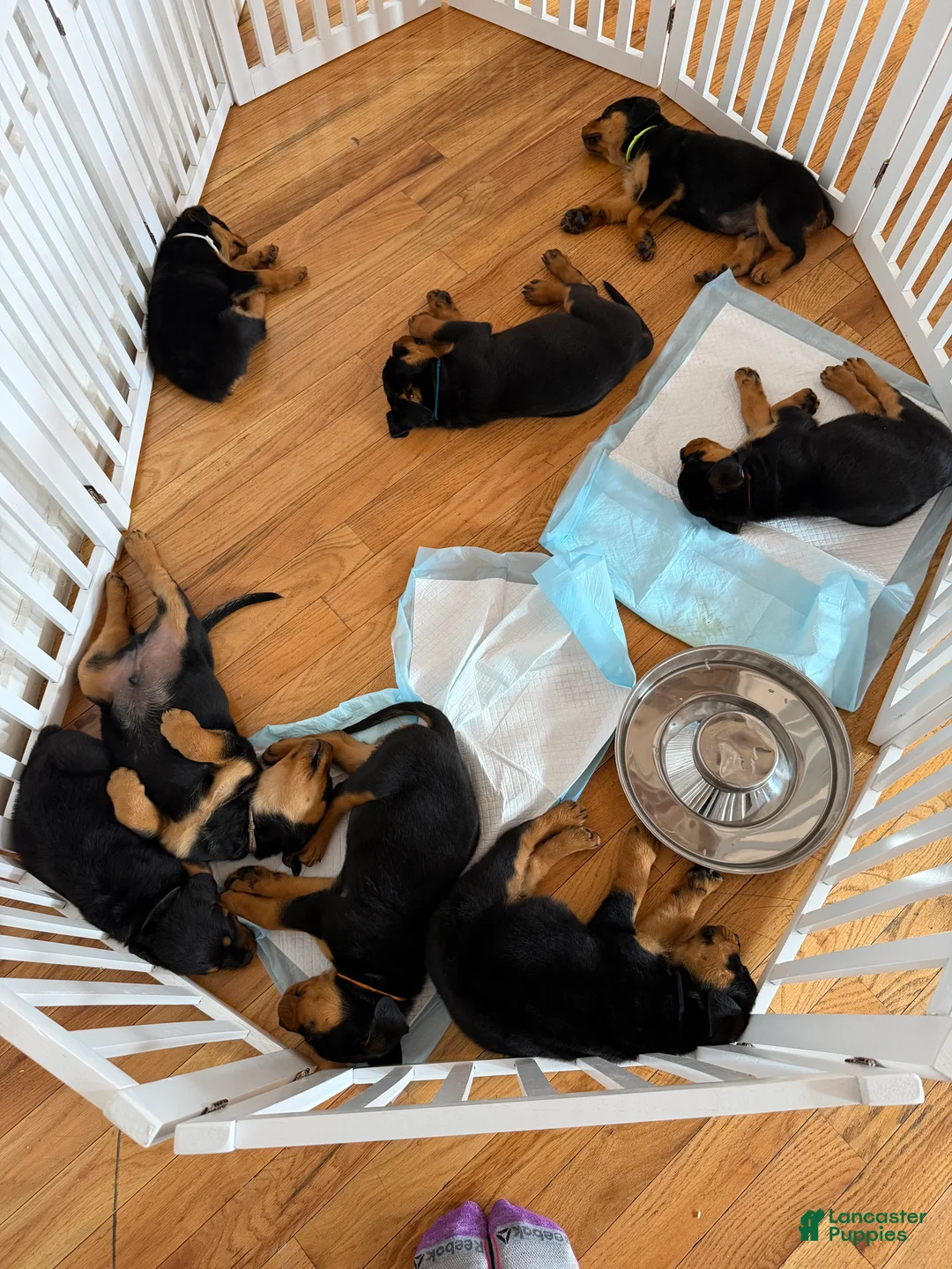Rottweiler dogs for sale: Rottweiler Puppy girl  - Ad 2