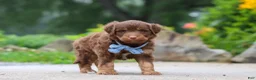 Mini Aussiedoodle dogs for sale: Tucker - Ad 4