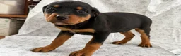 Rottweiler dogs for sale: Wyatt - Ad 2