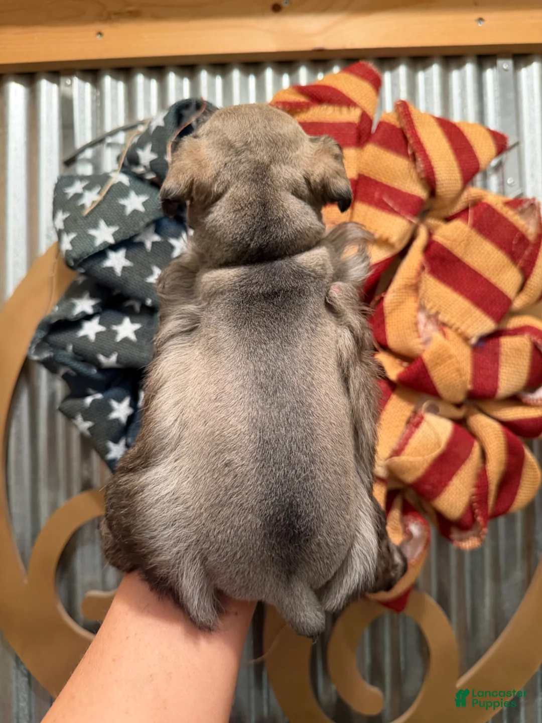Miniature Schnauzer dogs for sale: Miniature Schnauzer Puppy 2 - Ad 2