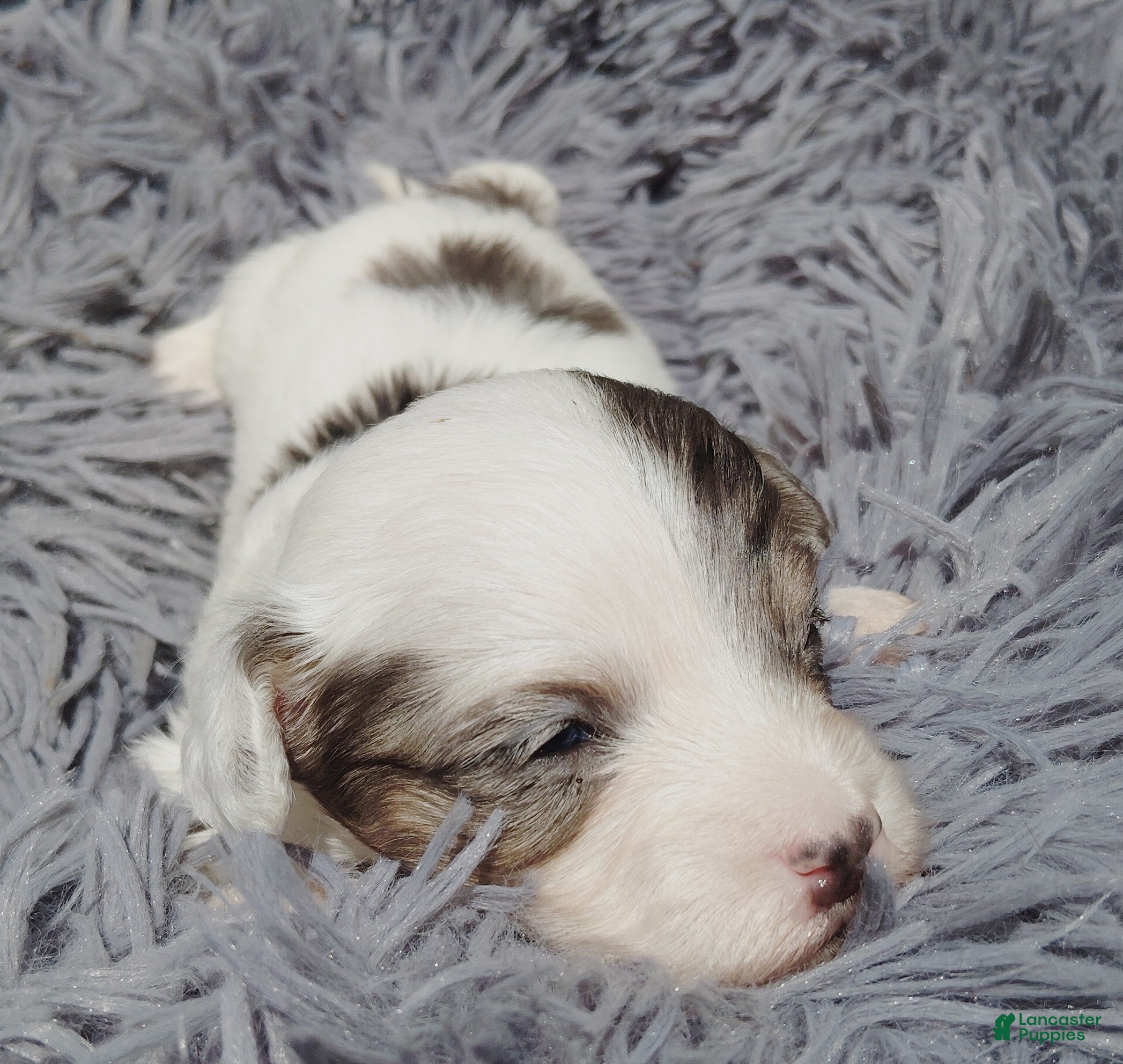 Maltipoo dogs for sale: Marlo - Ad 1