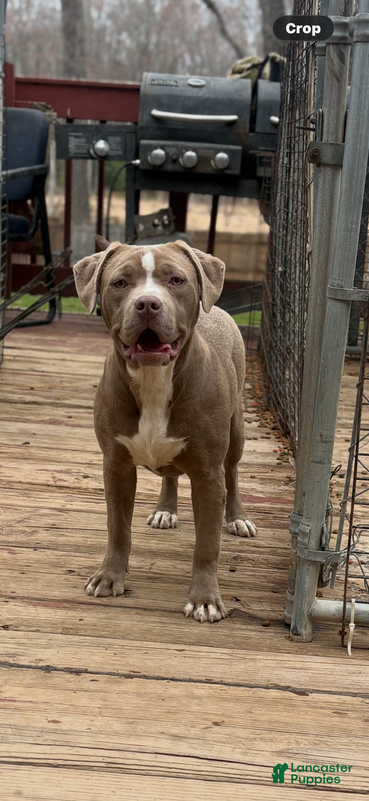 American Bully dogs Brown Sugar - Ad 1