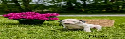 Mixed Breed dogs for sale: Rowan - Ad 8