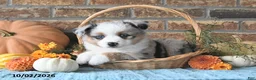 Miniature Australian Shepherd dogs for sale: Heidi - Ad 5
