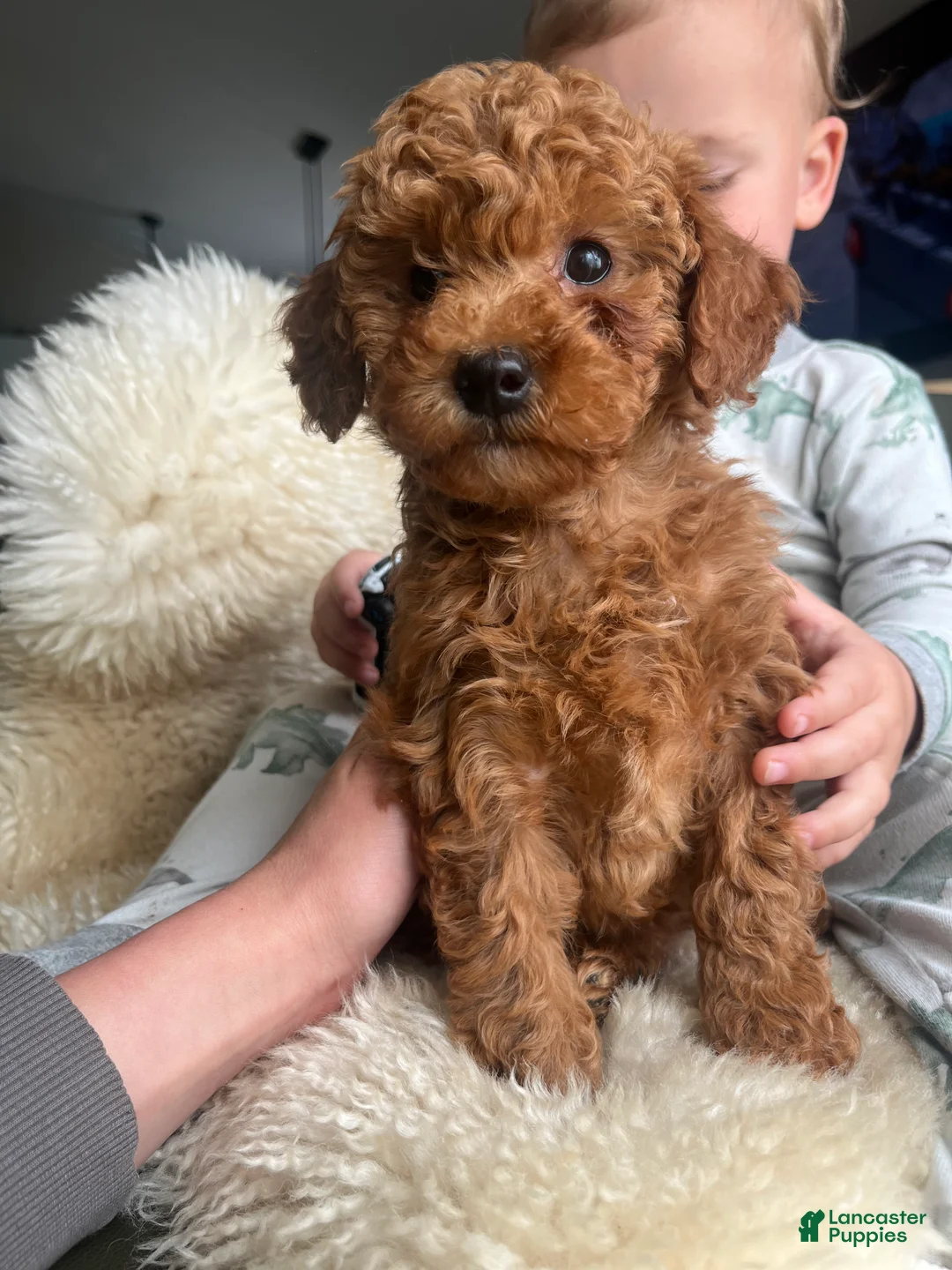 Miniature Poodle dogs for sale: Dolly - Ad 2