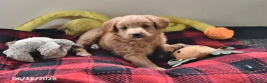 Archie