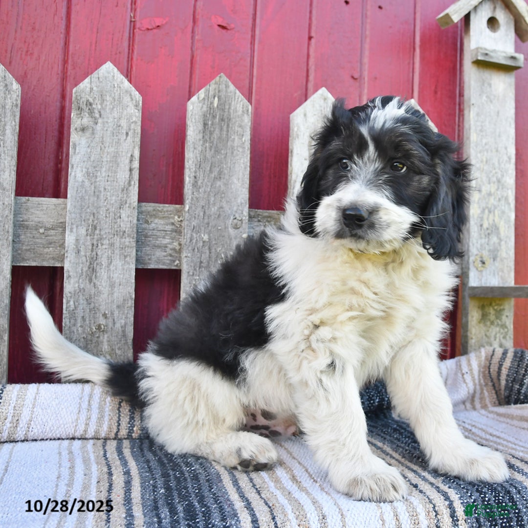 Bernedoodle dogs for sale: Max - Ad 8