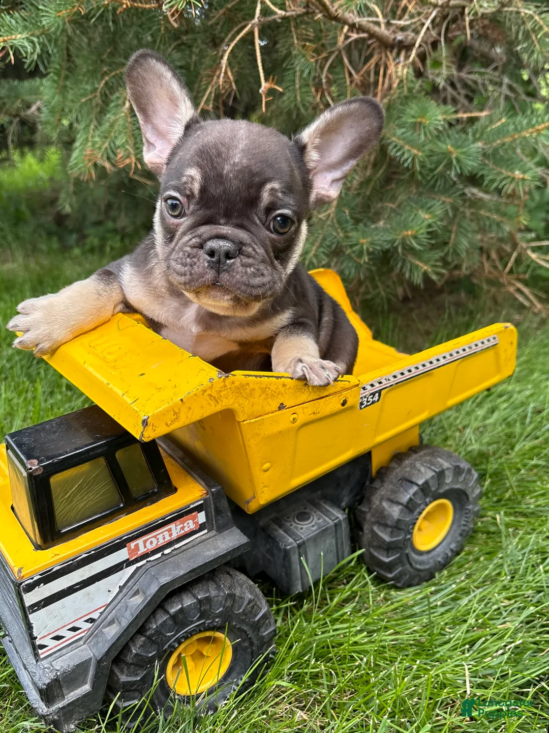 French Bulldog dogs for sale: Knox - Ad 4