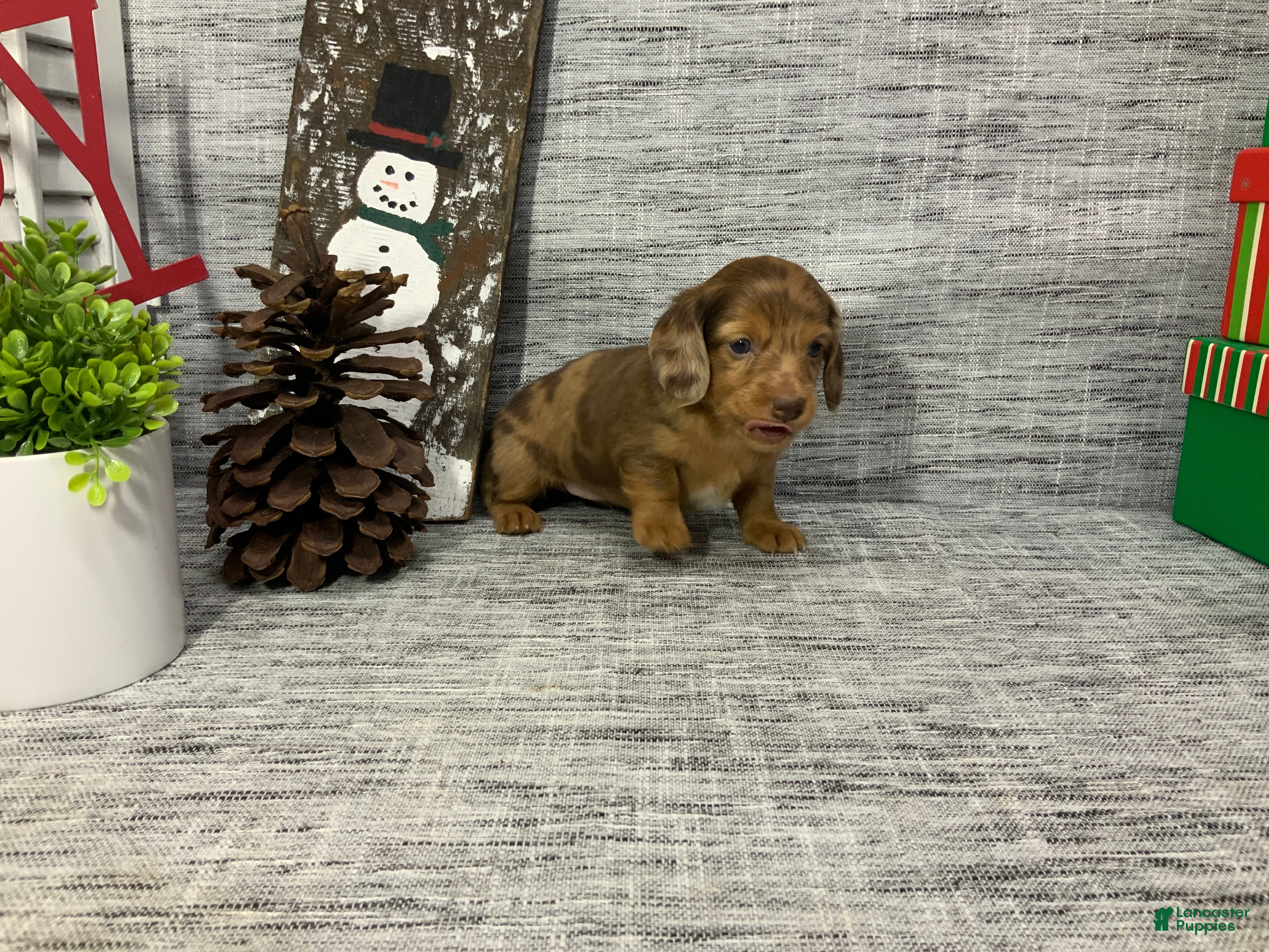 Miniature Dachshund dogs Nelly - Ad 33