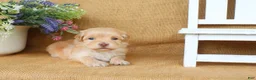 Havanese dogs for sale: Hayes - Ad 2
