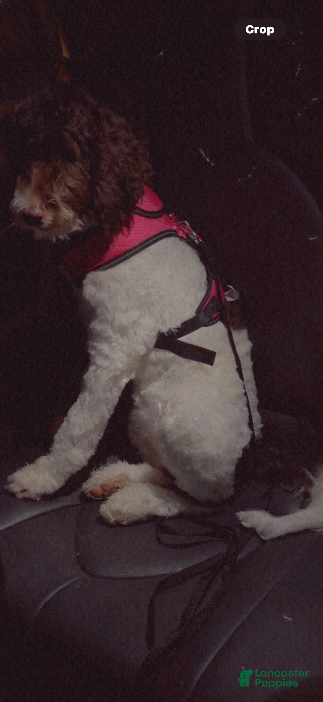 Goldendoodle dogs for sale: Goldendoodle Puppy 1 - Ad 3