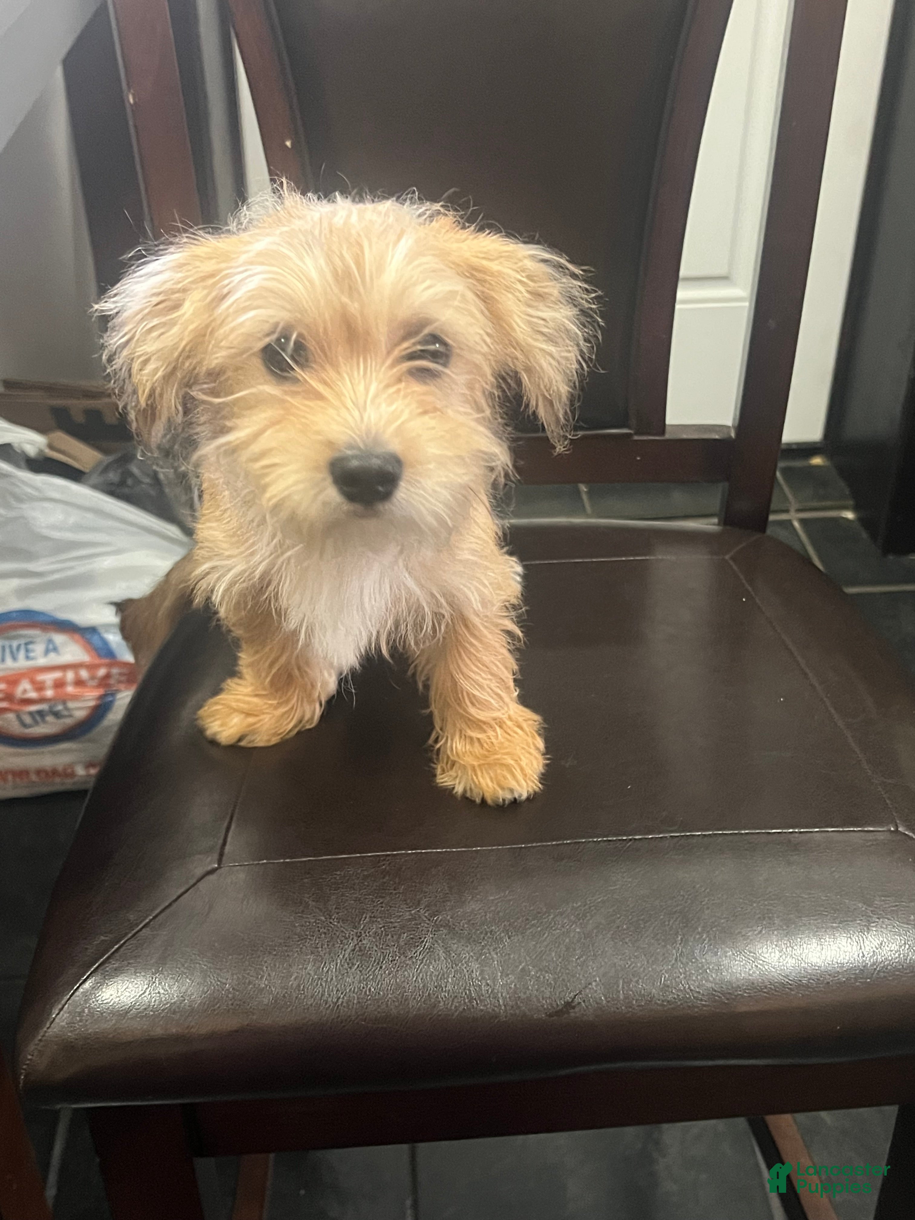 Mixed Breed dogs Mixed Breed Puppy 1 - Ad 1