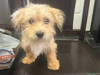 Mixed Breed dogs Mixed Breed Puppy 1 - Ad 1