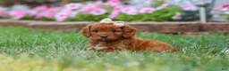 Cavapoo dogs for sale: Ellie - Ad 7
