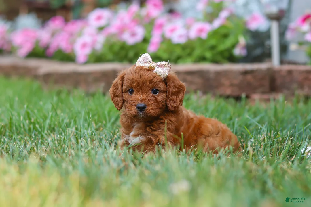 Cavapoo dogs for sale: Ellie - Ad 7
