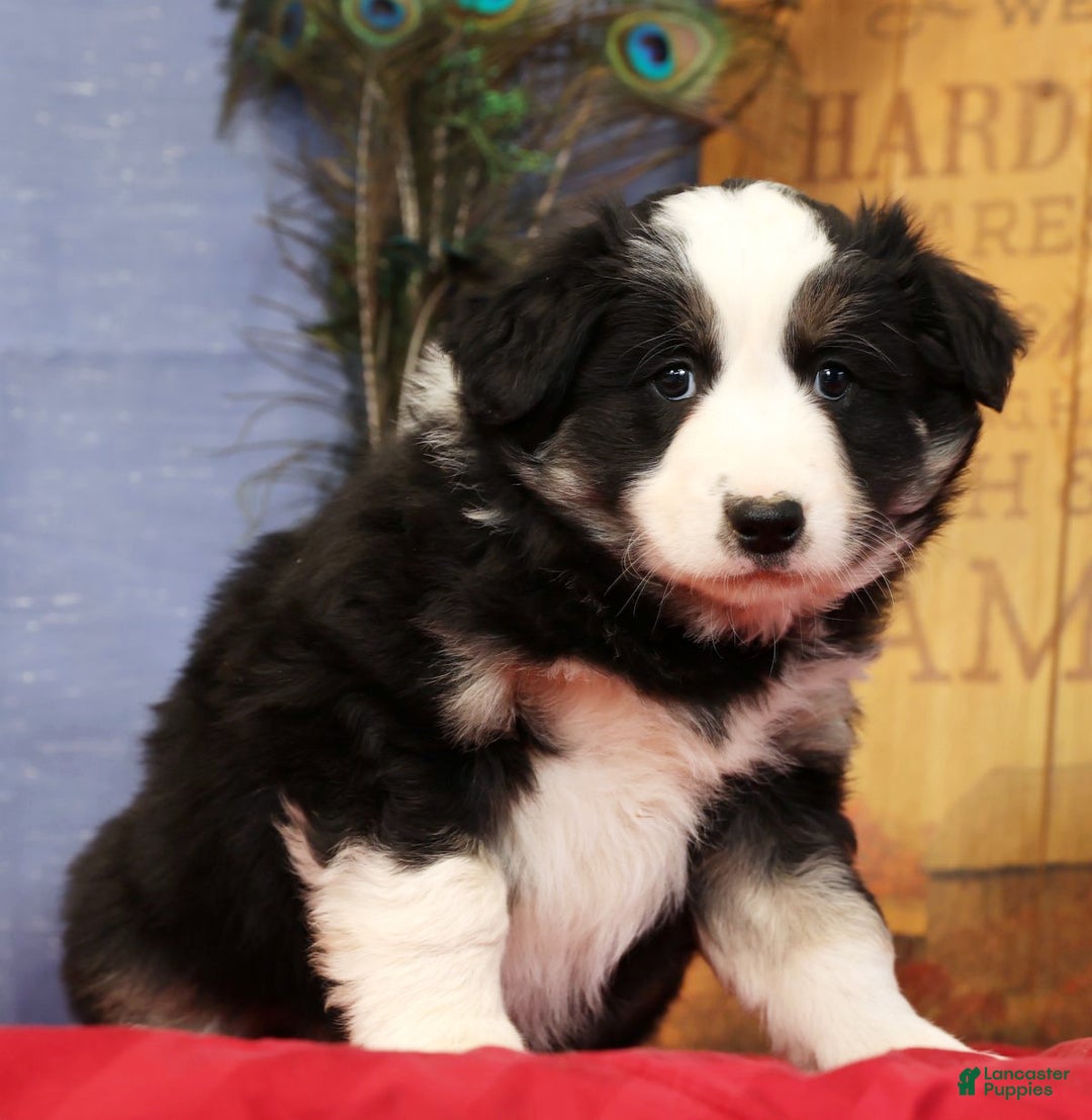 Miniature Australian Shepherd dogs for sale: Buster - Ad 4