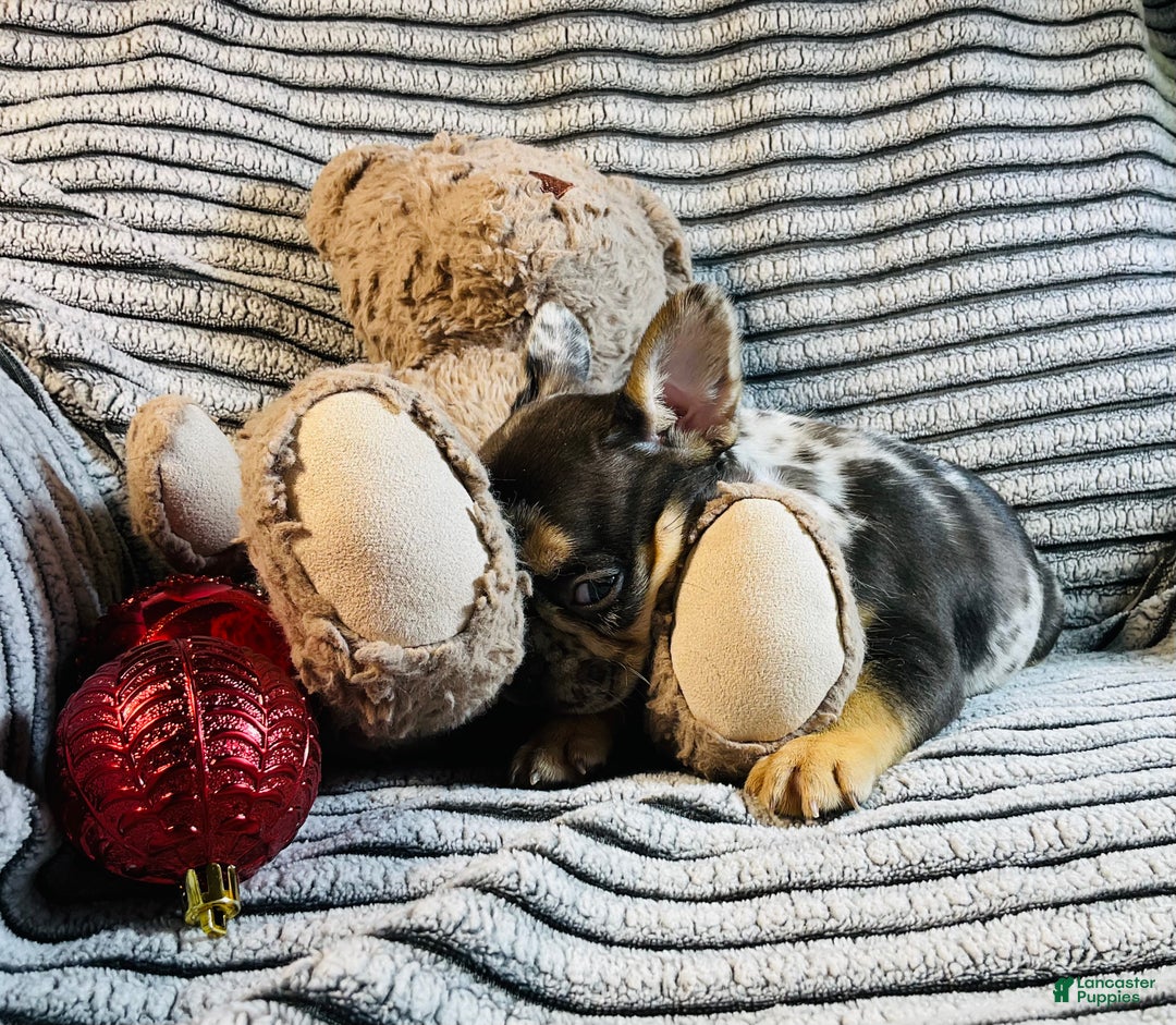 French Bulldog dogs for sale: MILA  - Ad 5