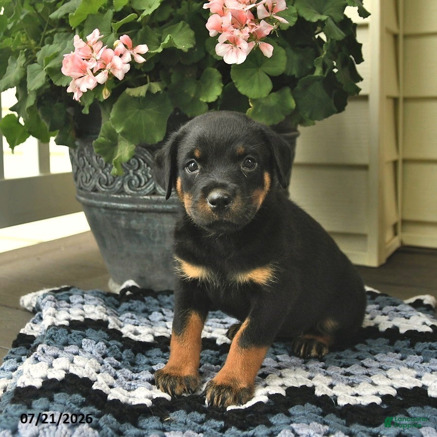 Rottweiler dogs Magnolia  - Ad 2