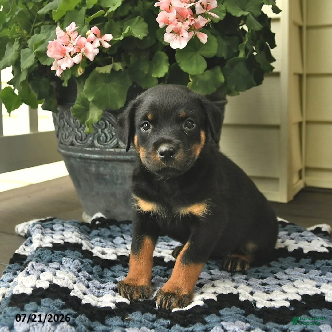 Rottweiler dogs for sale: Magnolia  - Ad 2