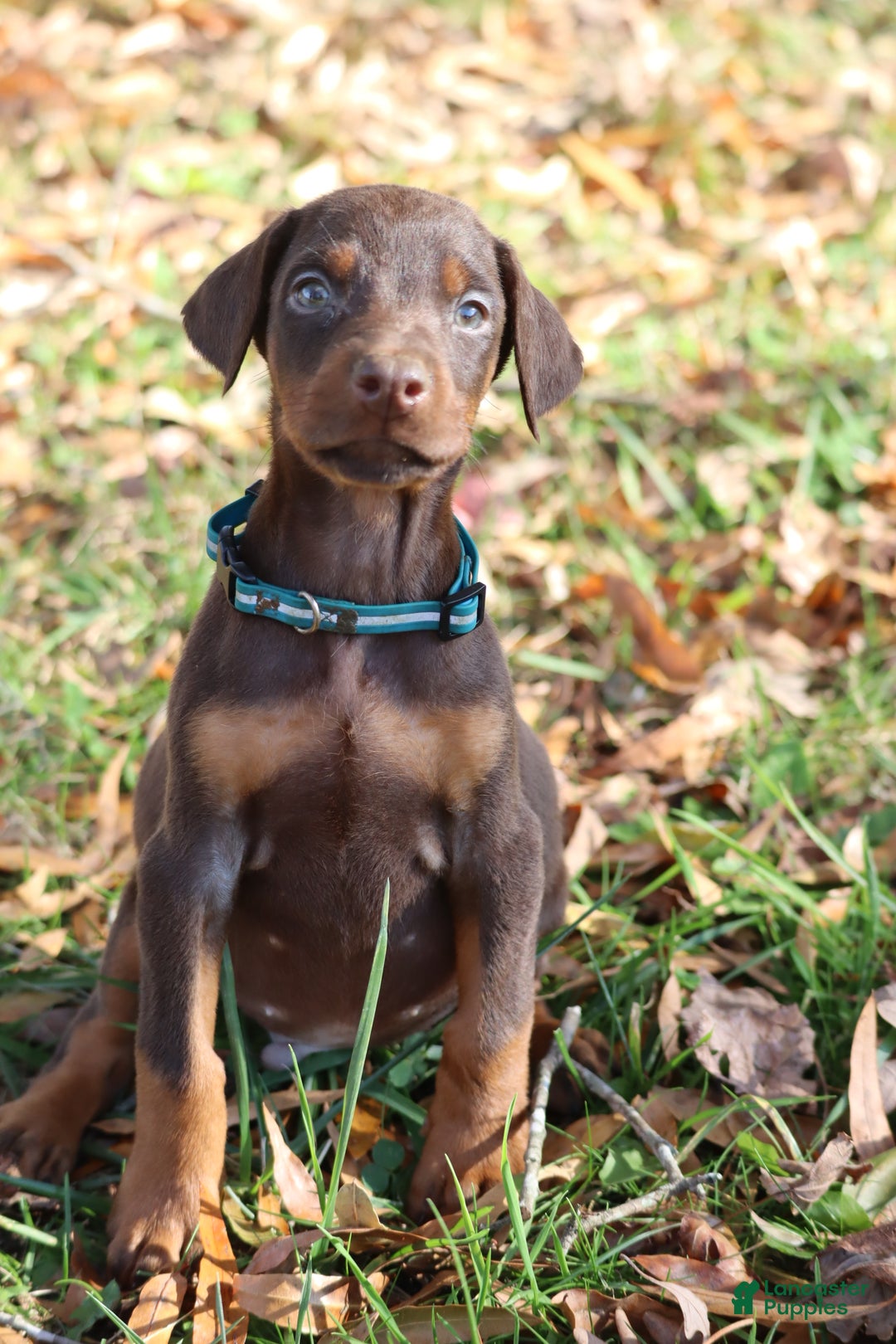 Doberman Pinscher dogs for sale: Hunter - Ad 5