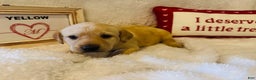 Labrador Retriever dogs for sale: Yellow Collar - Ad 1