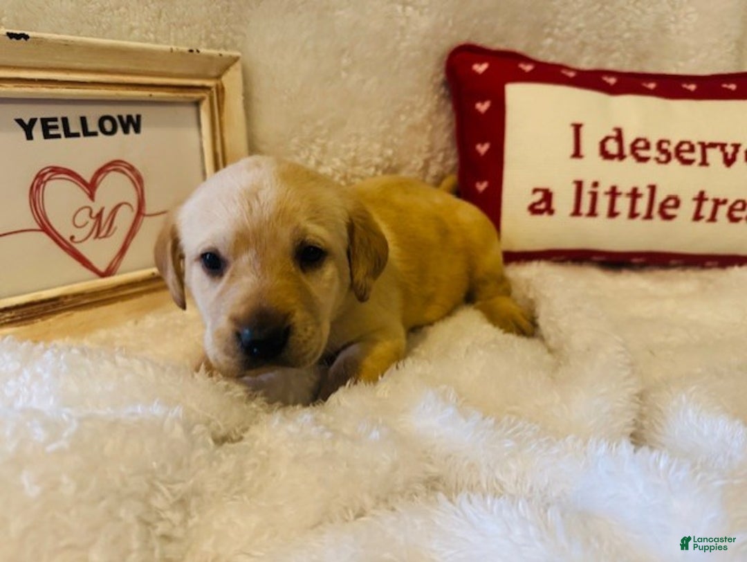 Labrador Retriever dogs for sale: Yellow Collar - Ad 1