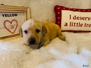 Labrador Retriever dogs Yellow Collar - Ad 8