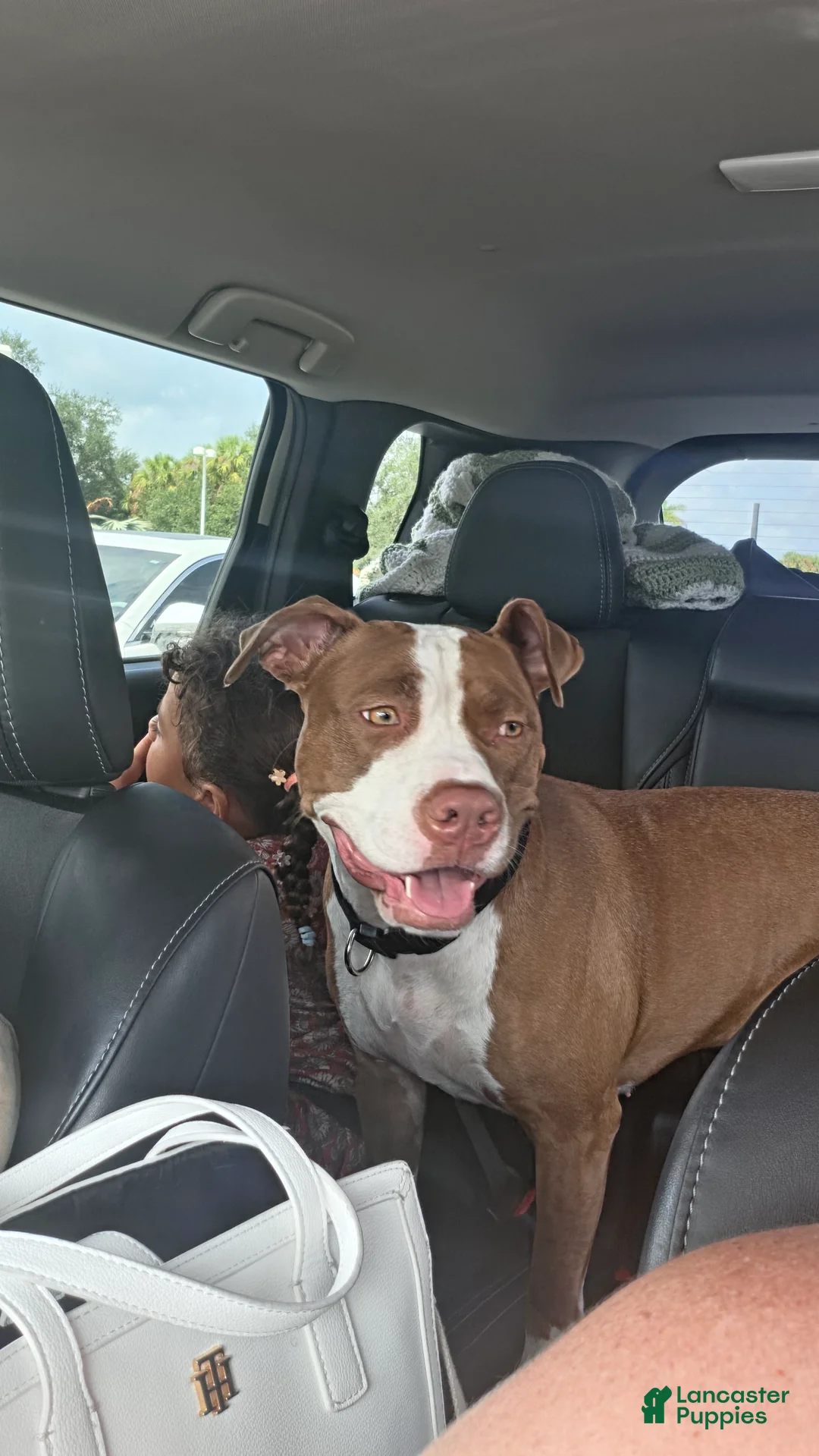 American Pit Bull Terrier dogs for sale: Zoey - Ad 6