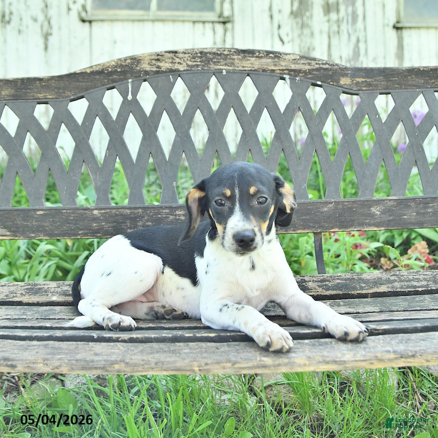 Mixed Breed dogs Trixie - Ad 2
