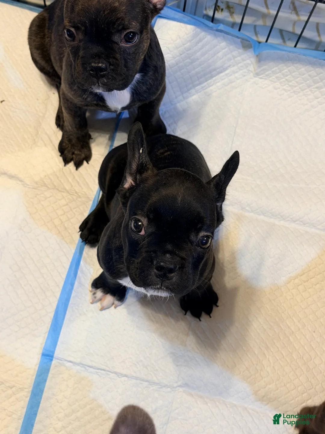 French Bulldog dogs for sale: Saint - Ad 2
