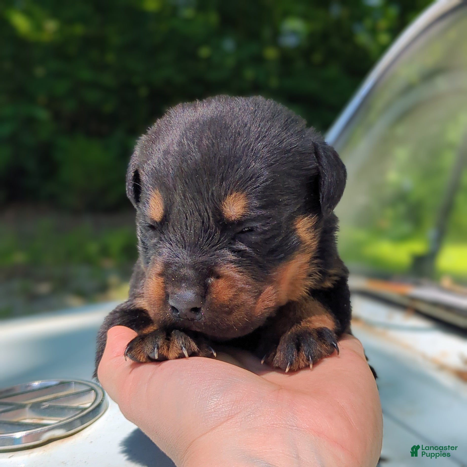 Rottweiler dogs for sale: Benz - Ad 3