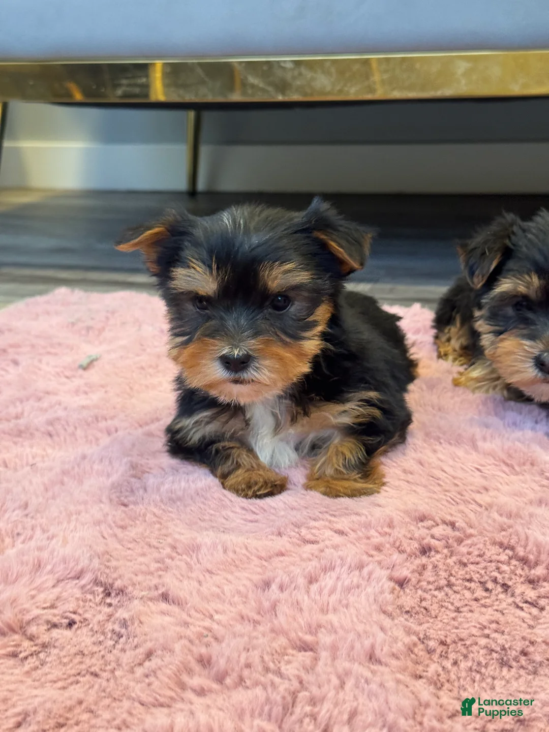 Yorkshire Terrier dogs for sale: Dexter  - Ad 2