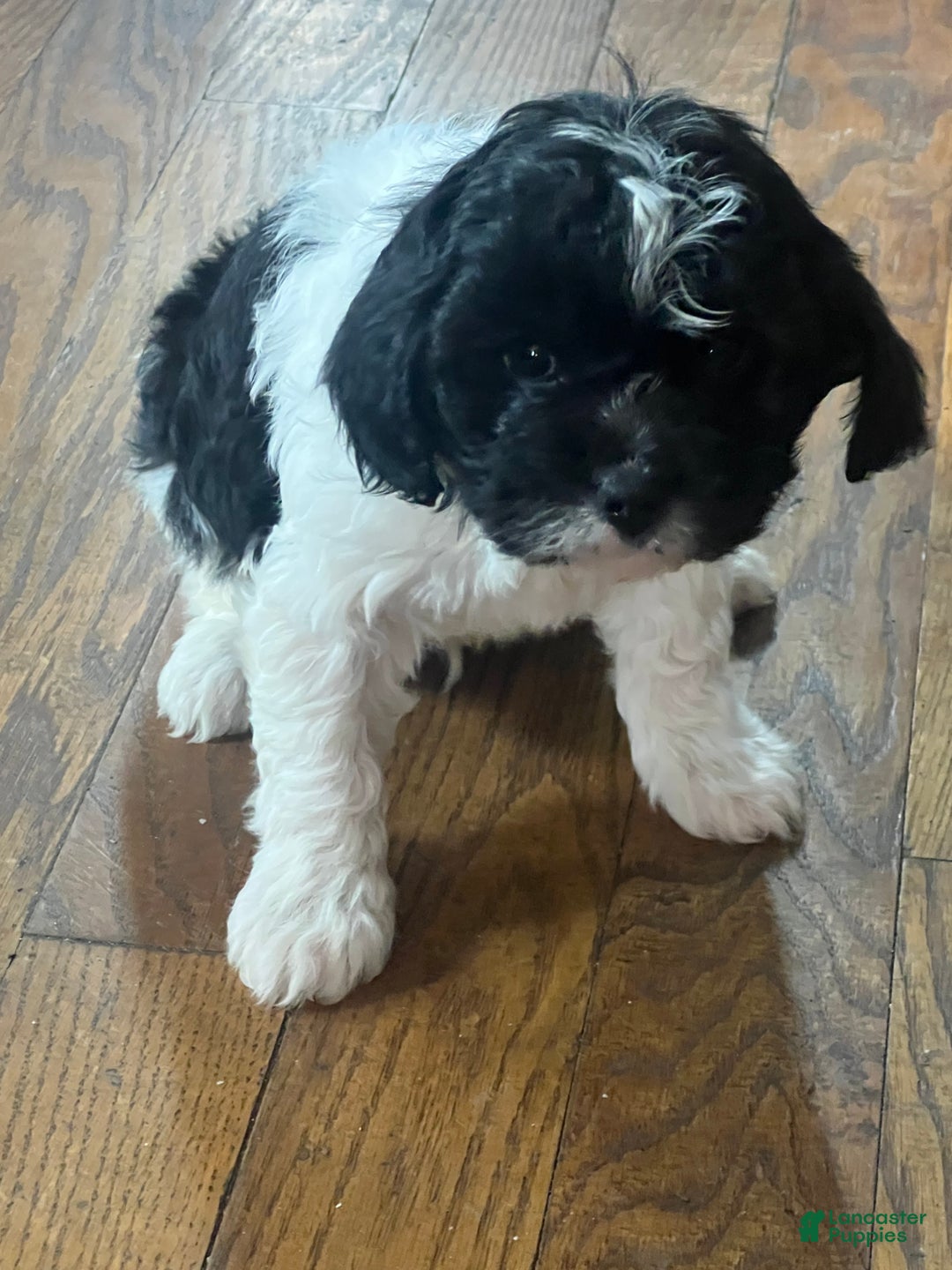 Cavapoo dogs for sale: Luke cavapoo - Ad 3