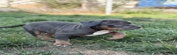 American Bully dogs for sale: BB - Ad 6