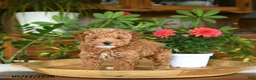 Miniature Poodle dogs for sale: Jack  - Ad 1
