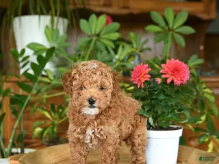 Miniature Poodle dogs for sale: Jack - Ad 4