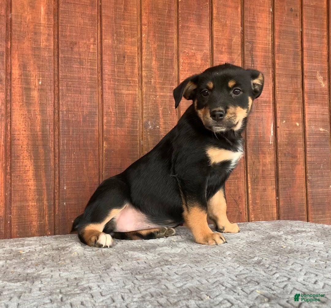 Mixed Breed dogs for sale: Jenny - Ad 1