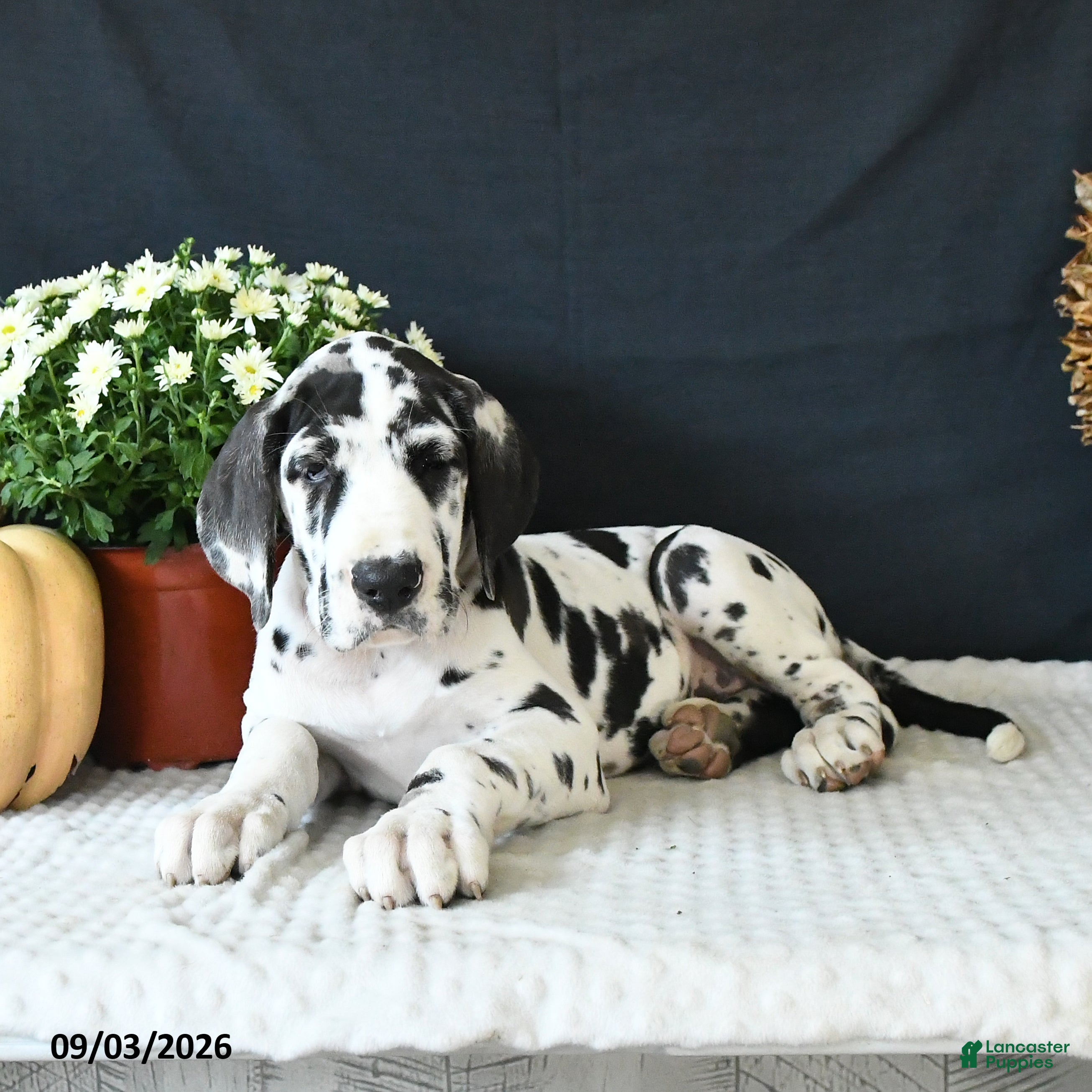 Great Dane dogs Ally - Ad 1