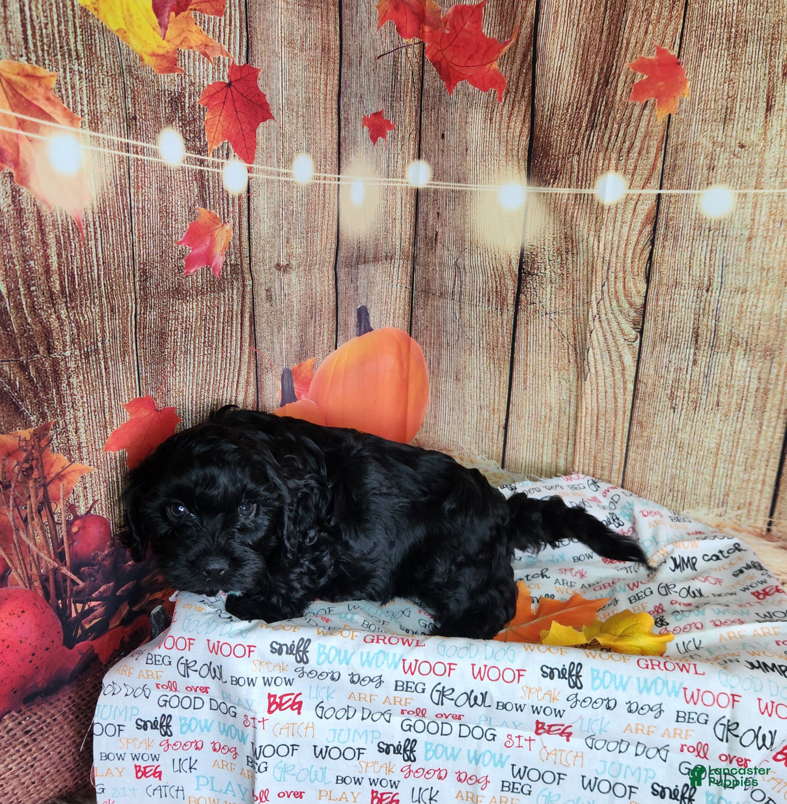 Cavapoo dogs for sale: Ollie - Ad 2