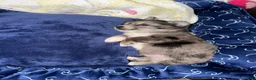 Mixed Breed dogs for sale: Bentley - Ad 3
