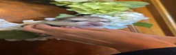 Pomsky dogs for sale: Pomsky 5 - Ad 3