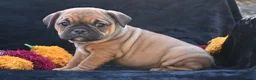 Mixed Breed dogs for sale: Darla - Ad 9