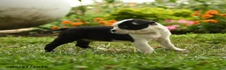 Boston Terrier dogs for sale: Thandiwe - Ad 4