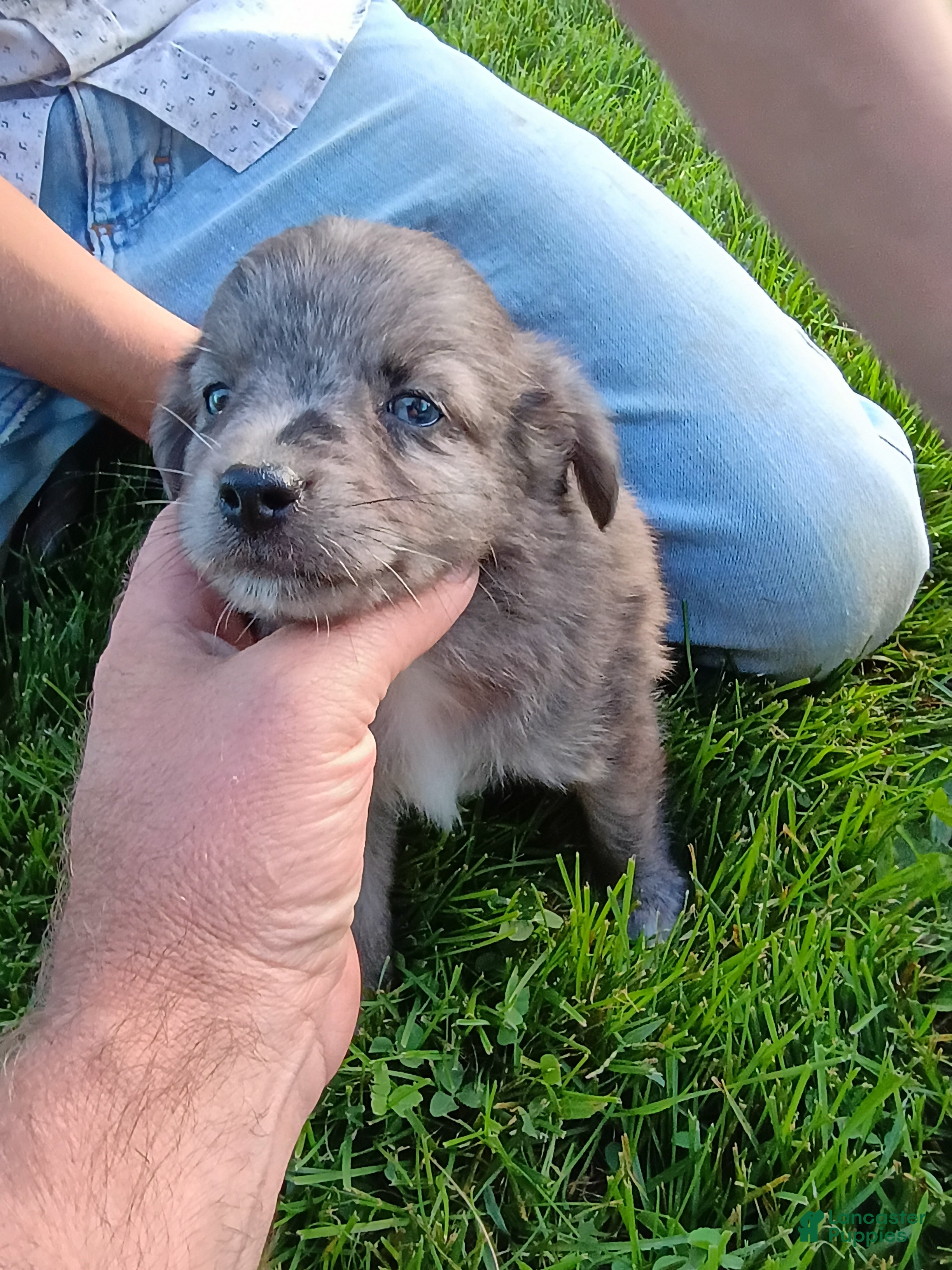 Mini Aussiedoodle dogs Tootsie  - Ad 1