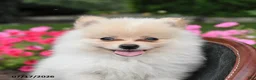 Pomeranian dogs for sale: Rolo - Ad 3