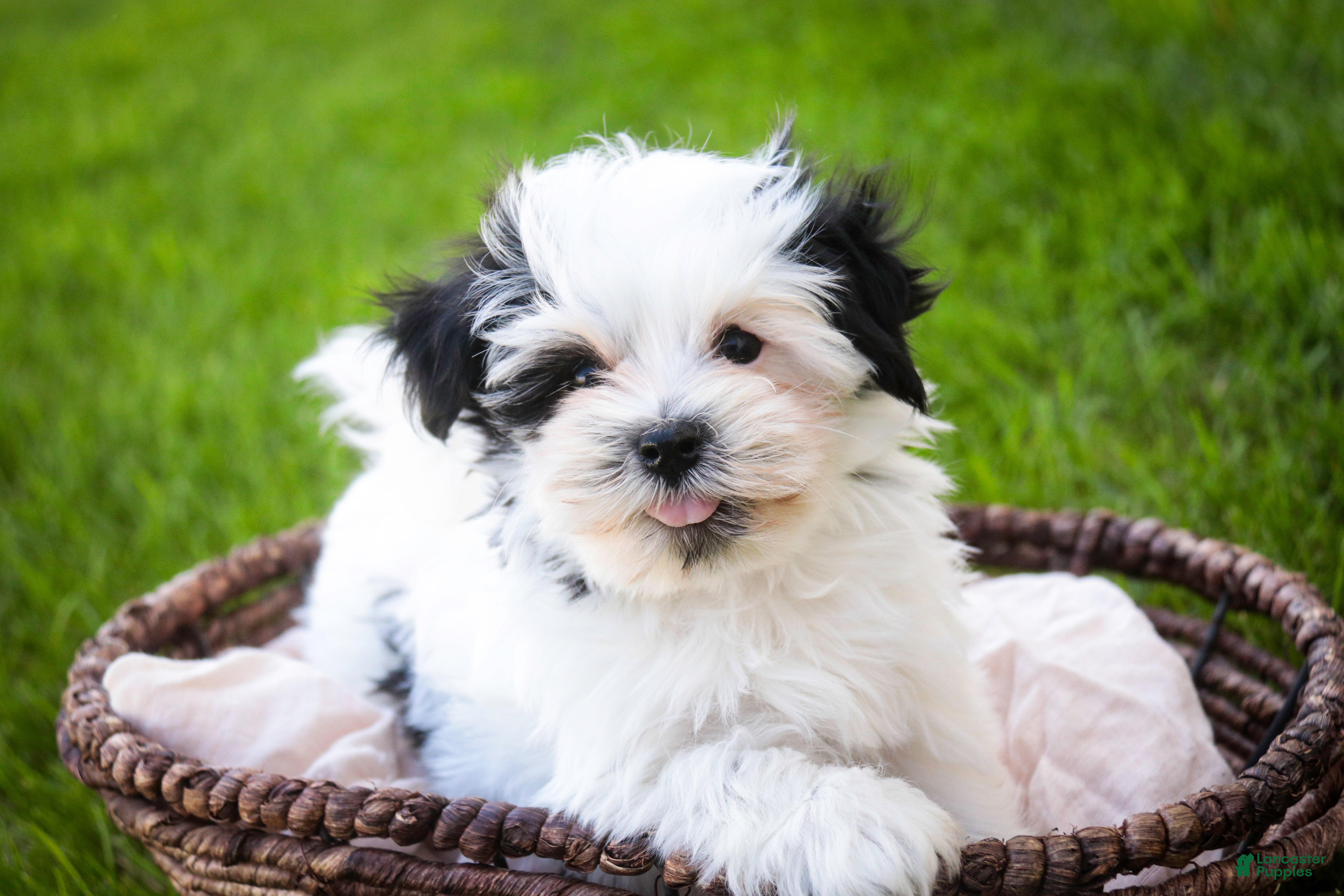 Havanese dogs Precious - Ad 1