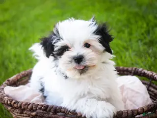 Havanese dogs for sale: Precious - Ad 2