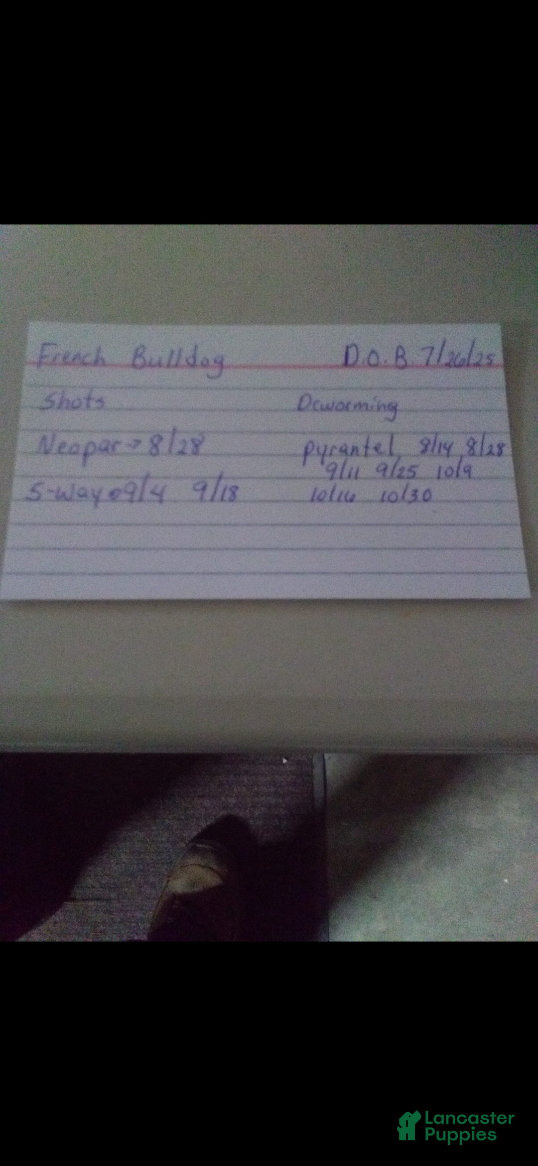 French Bulldog dogs for sale: French Bulldog Puppy 1 - Ad 2